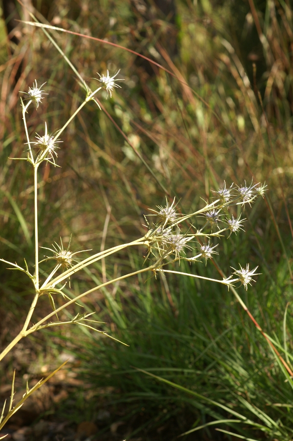 Eryngium ovinum